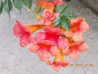 Takoma (Campsis radicans) in full bloom