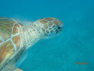 Turtle in Carlisle Bay